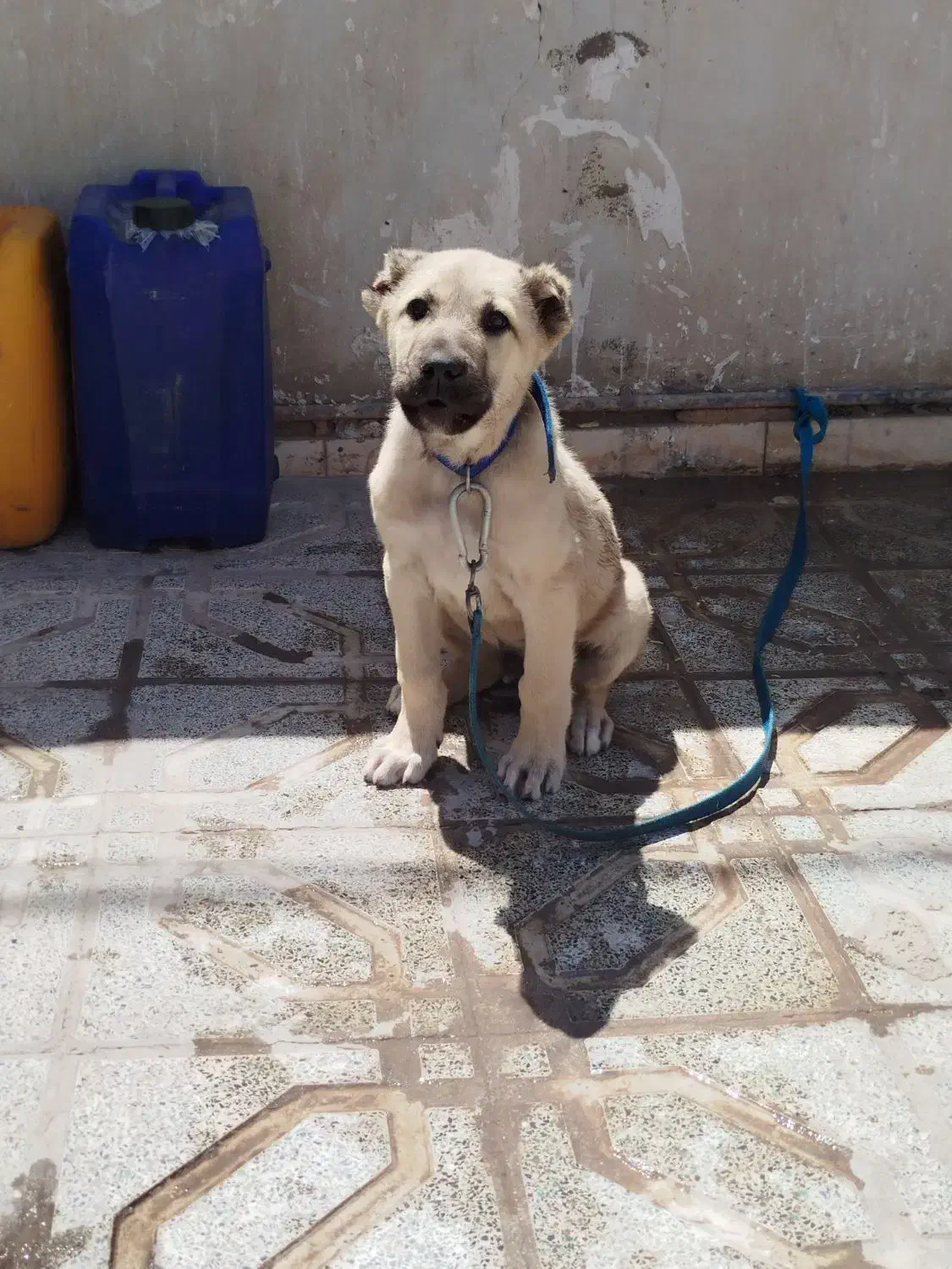 123|سگ|سیرجان, |دیوار