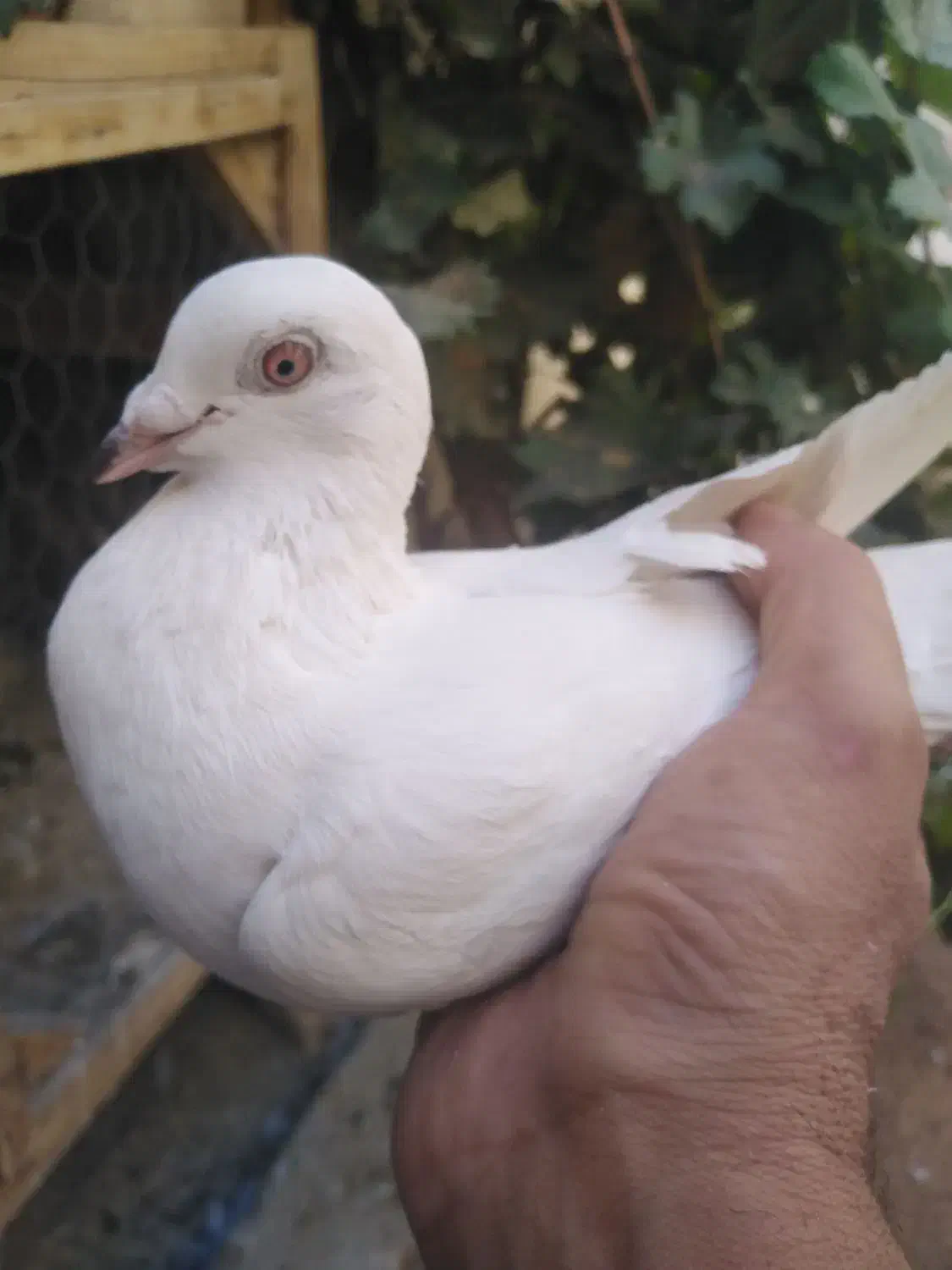 کبوتر|پرنده|نجف‌آباد, یزدانشهر|دیوار