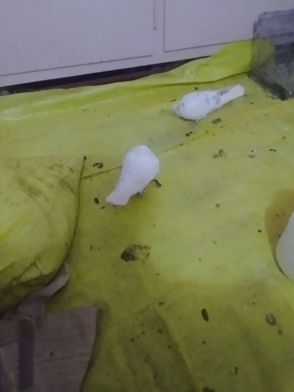 کفتر|پرنده|دلیجان, |دیوار