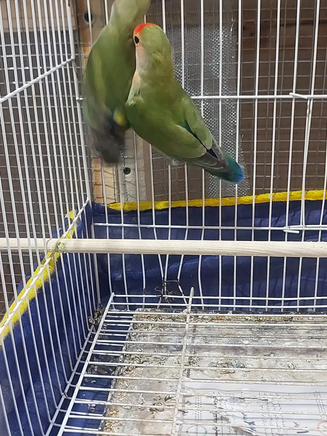 طوطی برزیلی|پرنده|بجنورد, |دیوار