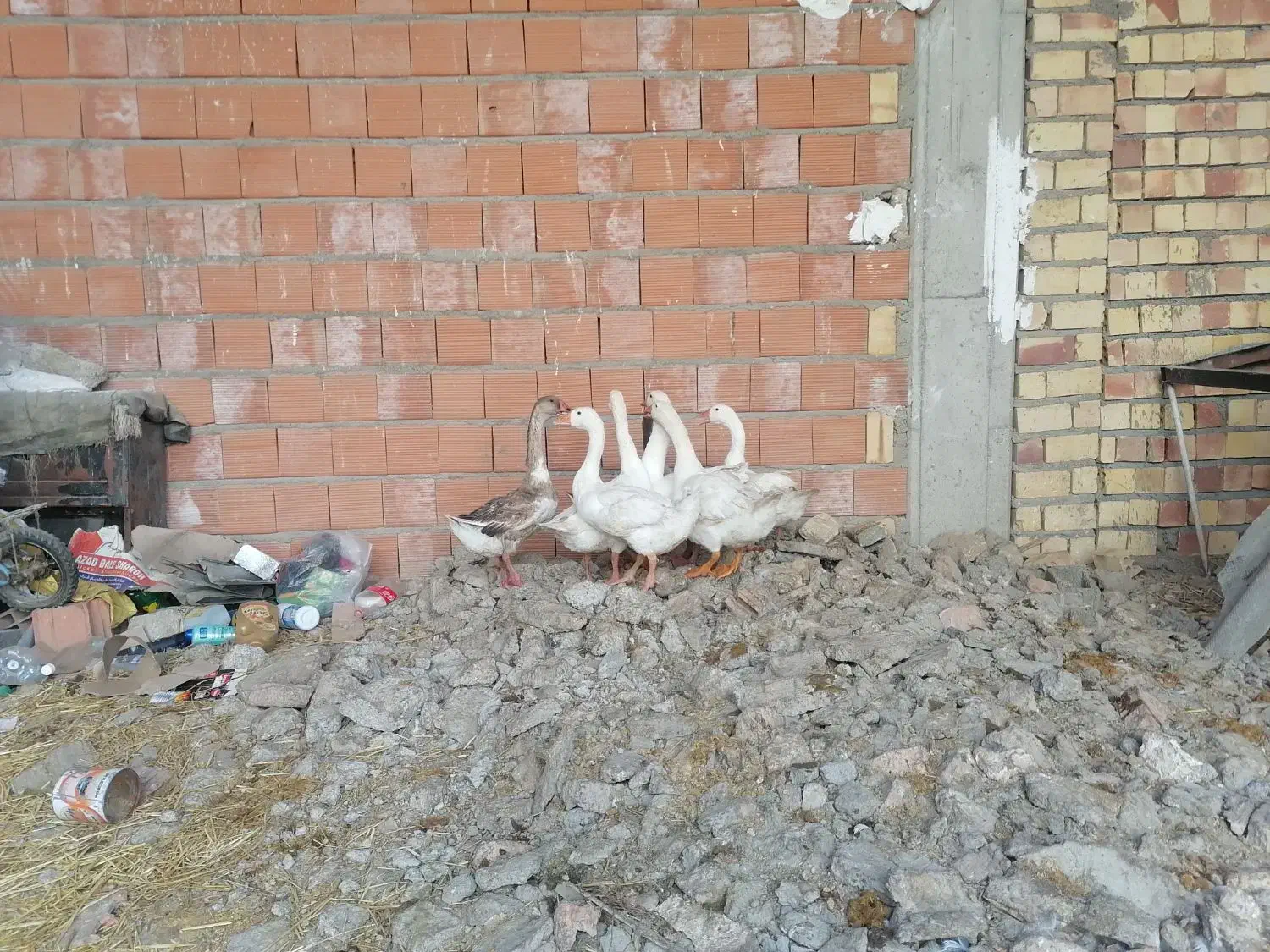 غاز|حیوانات مزرعه|نگین شهر, |دیوار