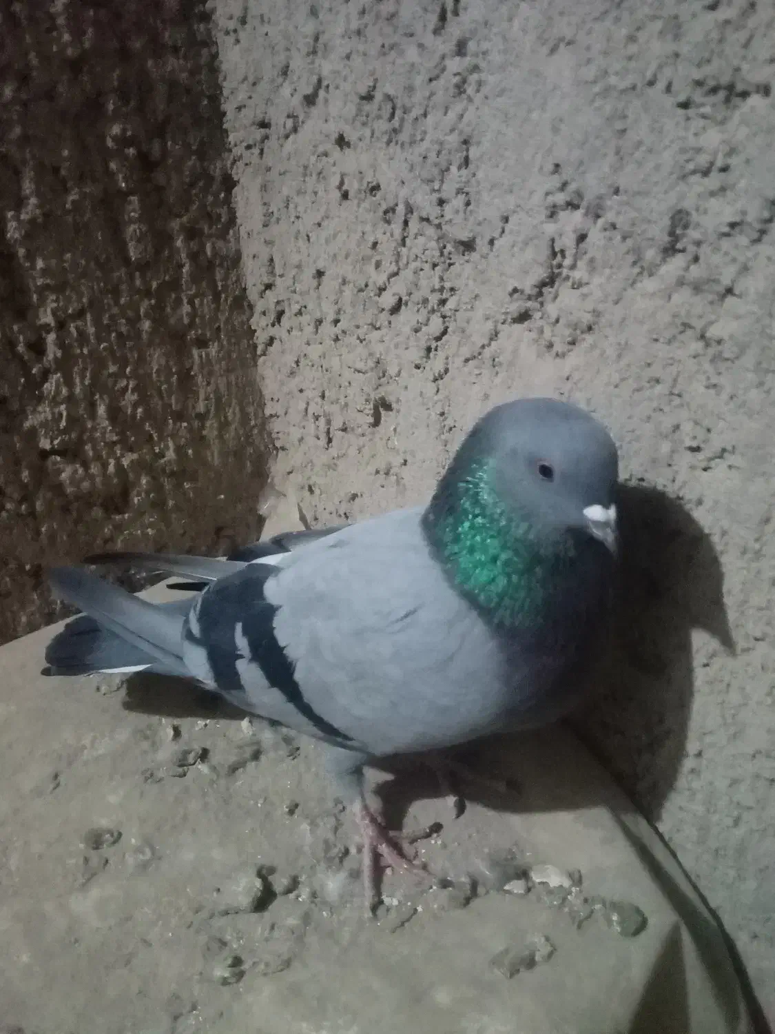 نرسبزگرفتنی|پرنده|نیمروز, |دیوار