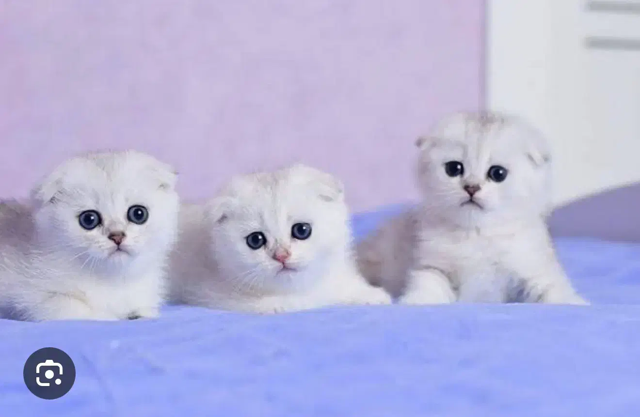 گربه اسکاتیش های زیبا رنگ سفید|گربه|تهران, پونک|دیوار