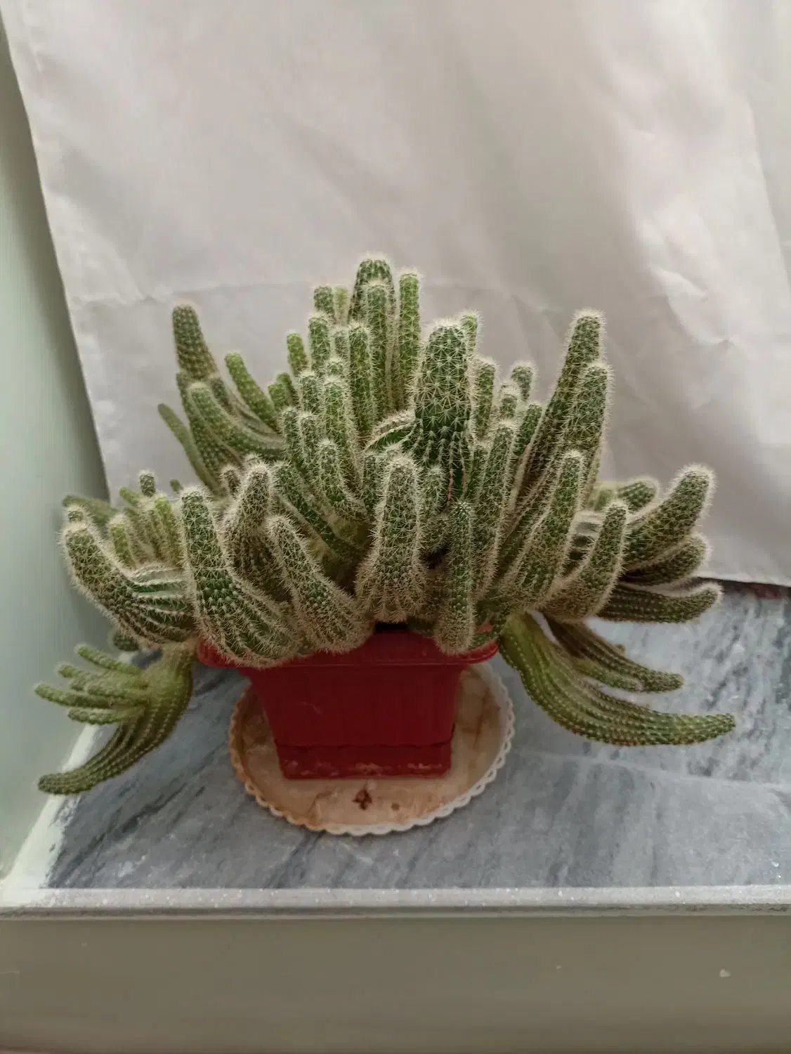 گل طبیعی|گل و گیاه طبیعی|اهر, |دیوار