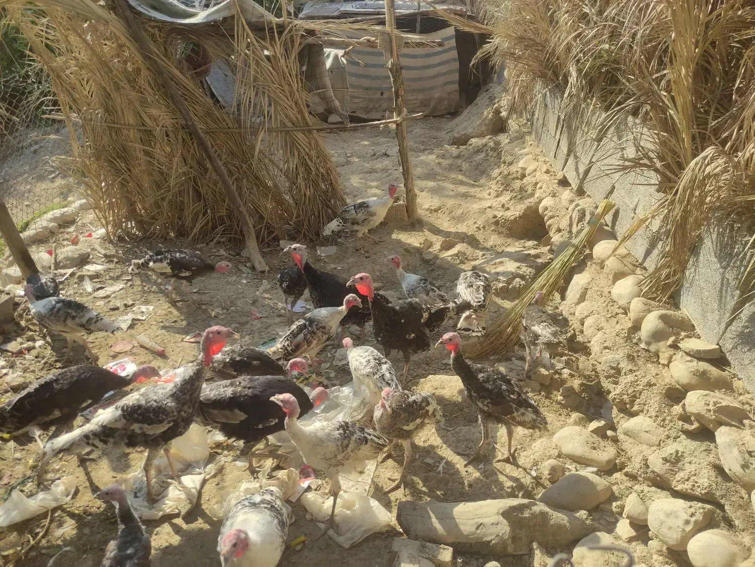 بوقلمون ماده و نر دونه1.800000|حیوانات مزرعه|اصفهان, بهارستان|دیوار