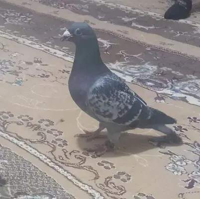 کبوتر|پرنده|لالجین, |دیوار