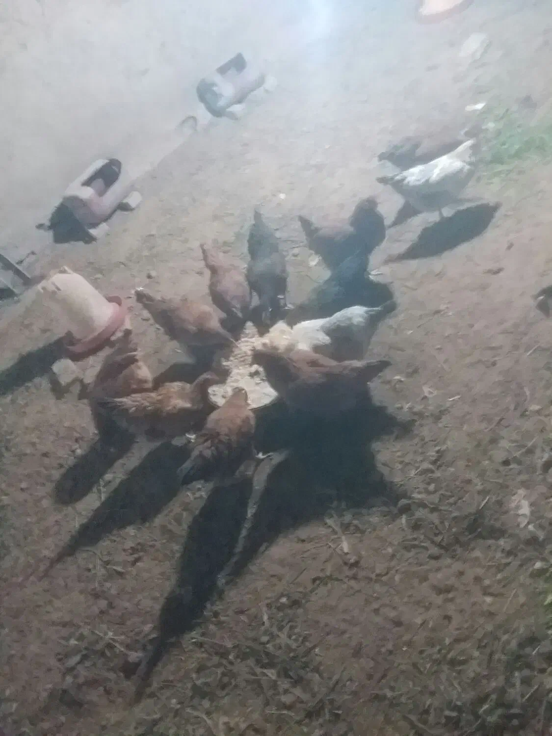 مرغ محلی|حیوانات مزرعه|مرند, |دیوار