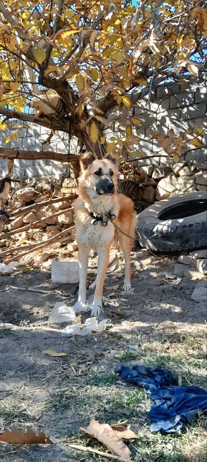 توله ۱۰ ماهه نگهبان و مناسب گله|سگ|تربتحیدریه, باغ سلطانی|دیوار