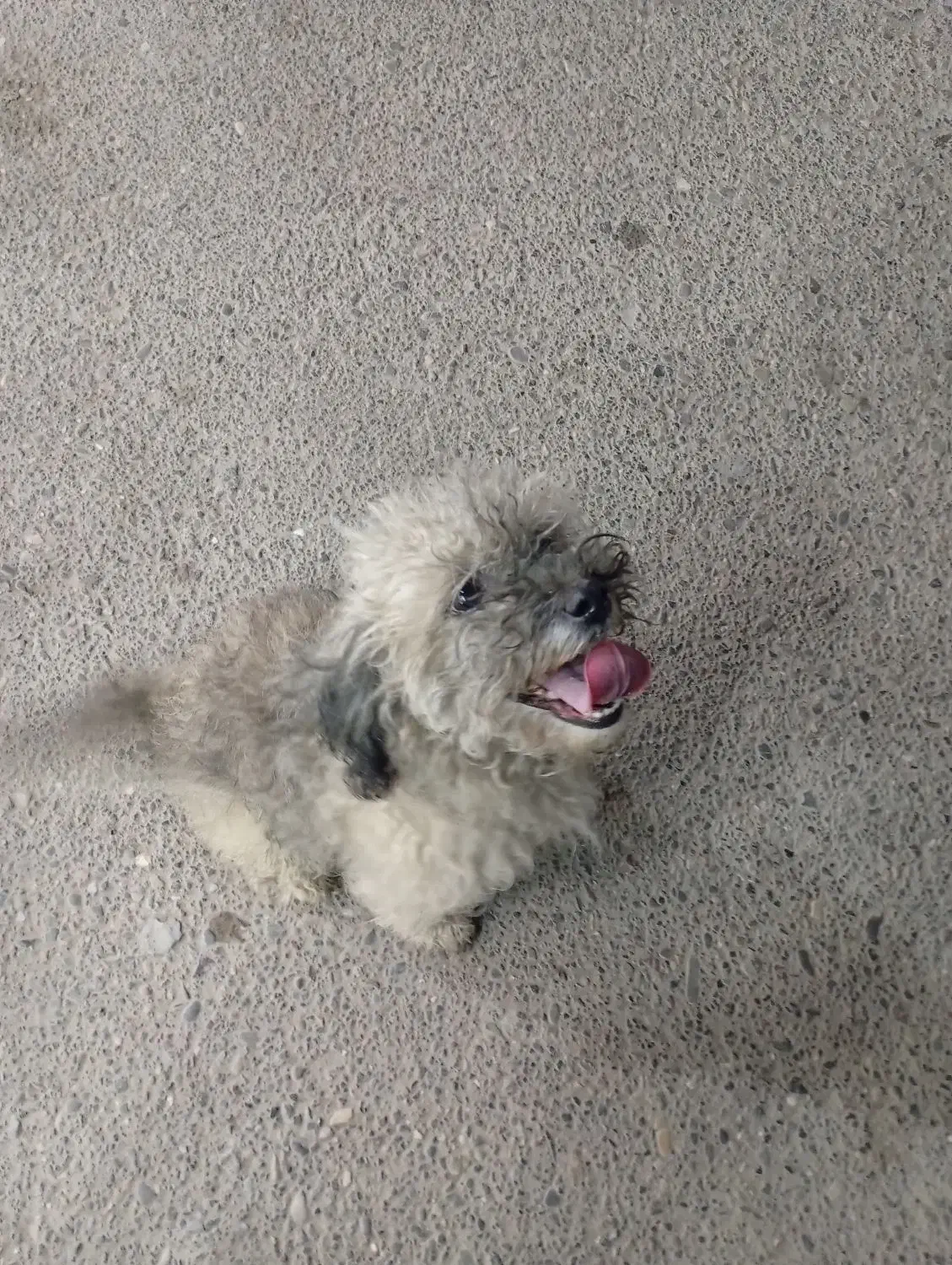 سک پاکوتاه|سگ|آستانه اشرفیه, |دیوار