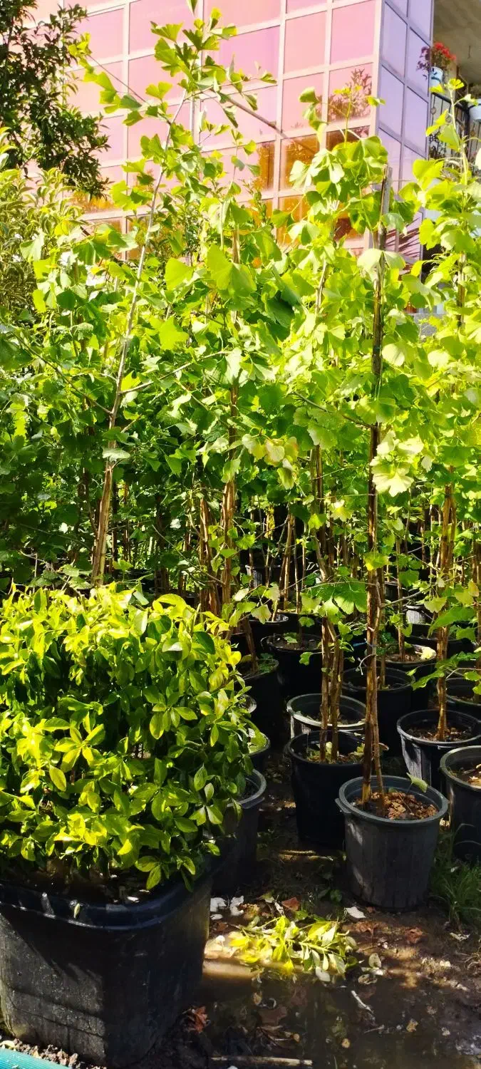 گل و گیاه حیاطی|عمدهفروشی|کلاچای, |دیوار