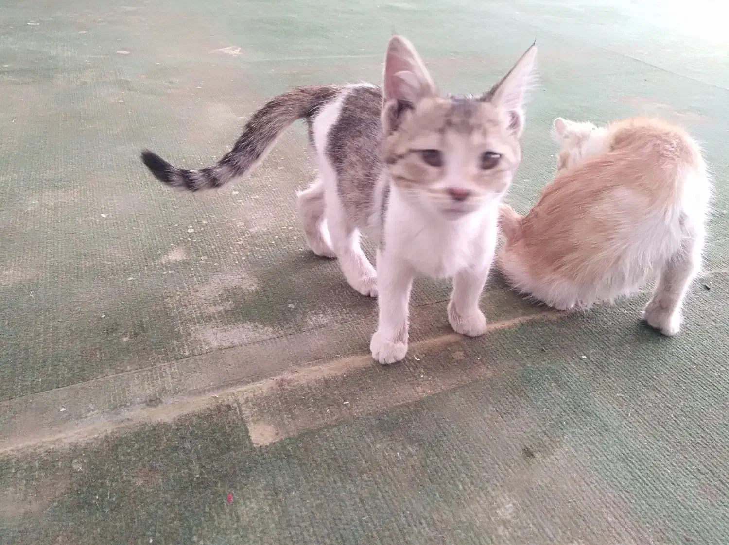 واگذاری رایگان بچه گربه 3ماهه|گربه|فسا, |دیوار