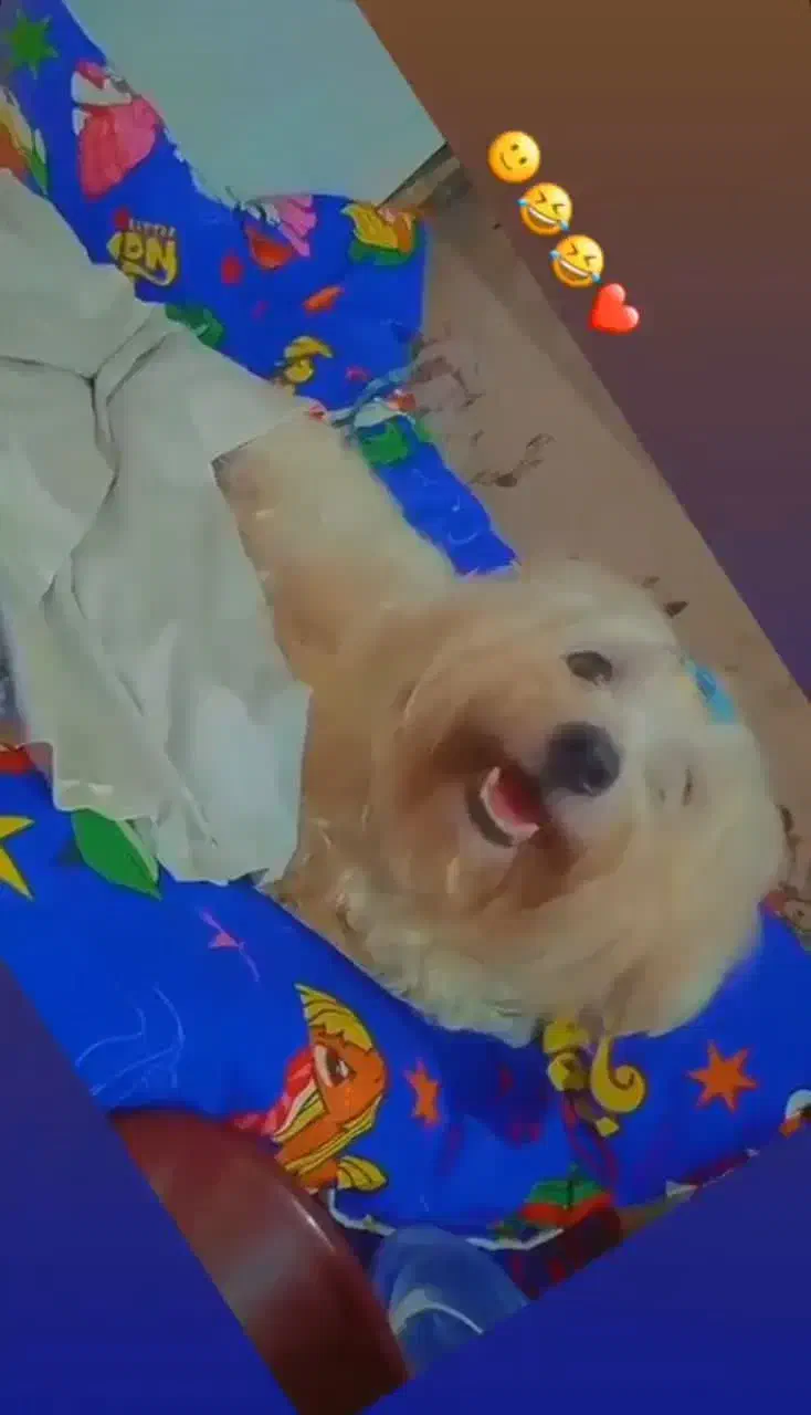 سگ پشمالو|سگ|رشت, پارک شهر|دیوار