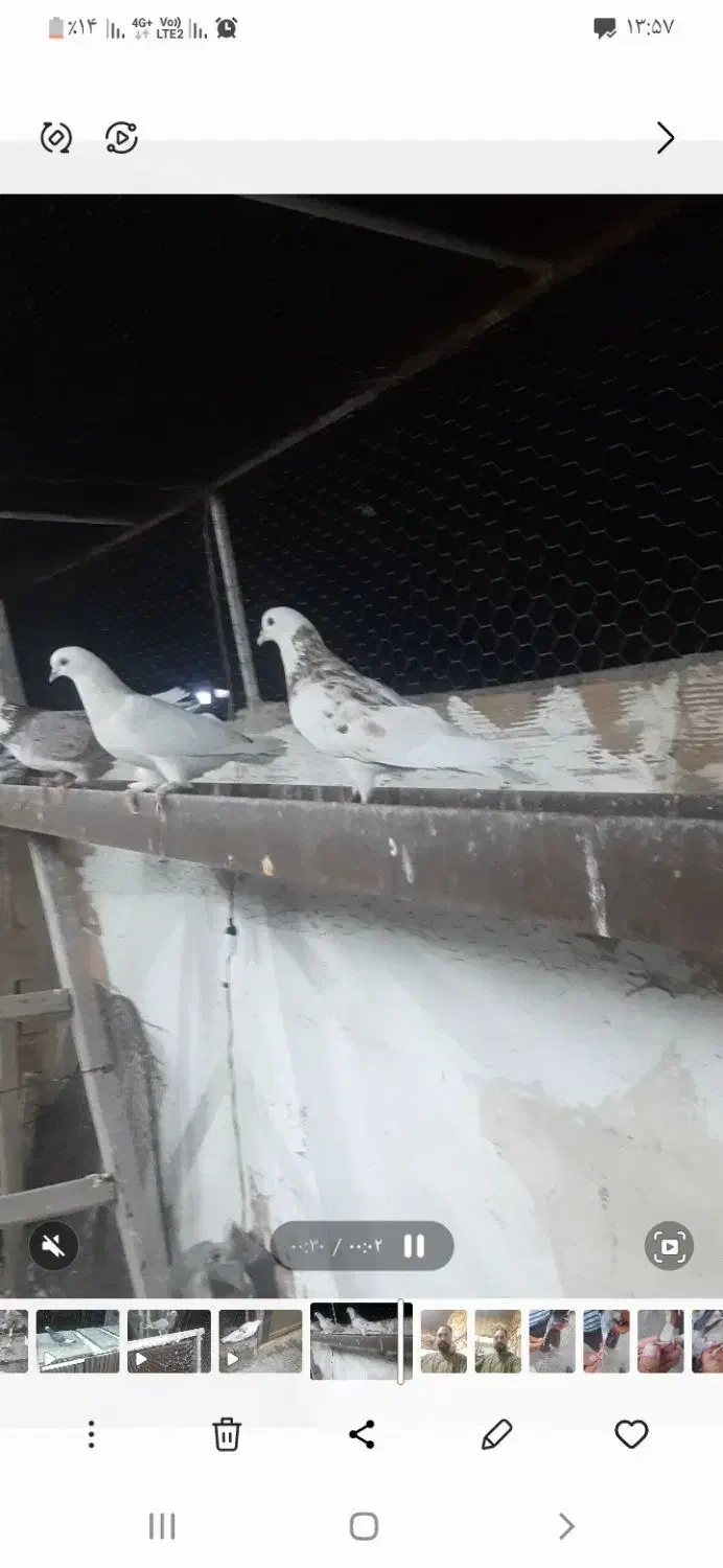 کبوتر گمشده|پرنده|خوی, |دیوار