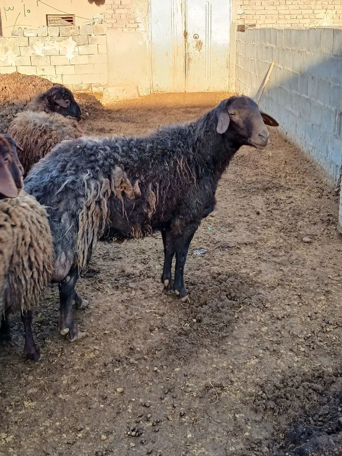 قوچ ۴دندان|حیوانات مزرعه|مشکان, |دیوار