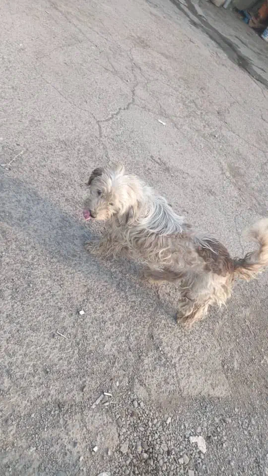 سگ پیدا شده|حیوانات|تهران, فلاح|دیوار