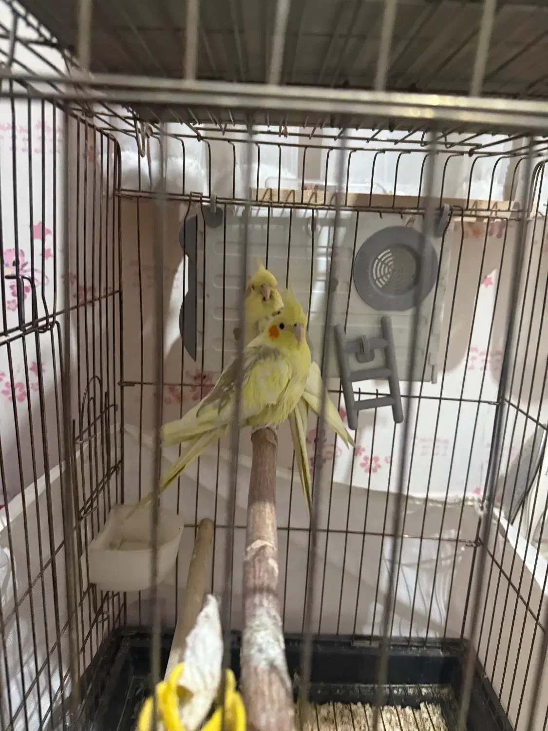 یک جفت عروس هلندی کارداده و بک جفت مرغ عشق|پرنده|قزوین, |دیوار