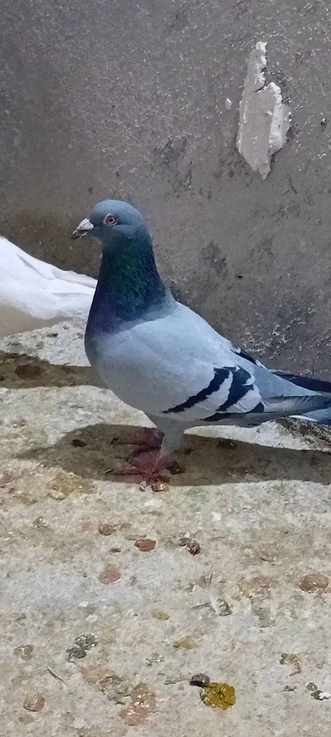 پلاکی|پرنده|بروجرد, |دیوار