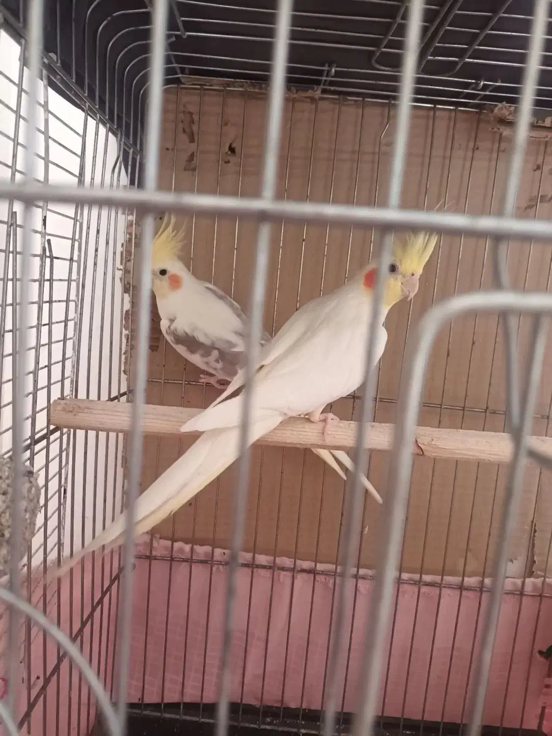 عروس هلندی جفت|پرنده|شفت, |دیوار