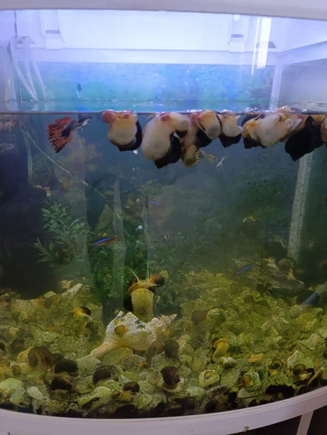 حلزون|ماهی|کاشان, فین کوچک|دیوار