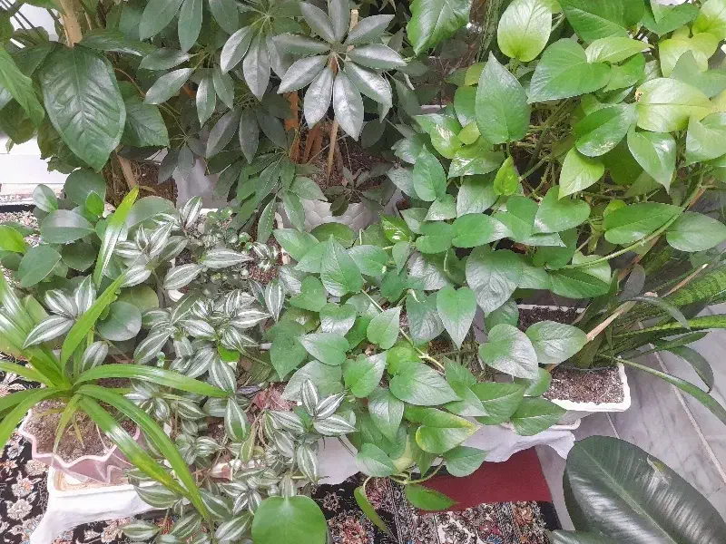 گل طبیعی|گل و گیاه طبیعی|بروجرد, |دیوار