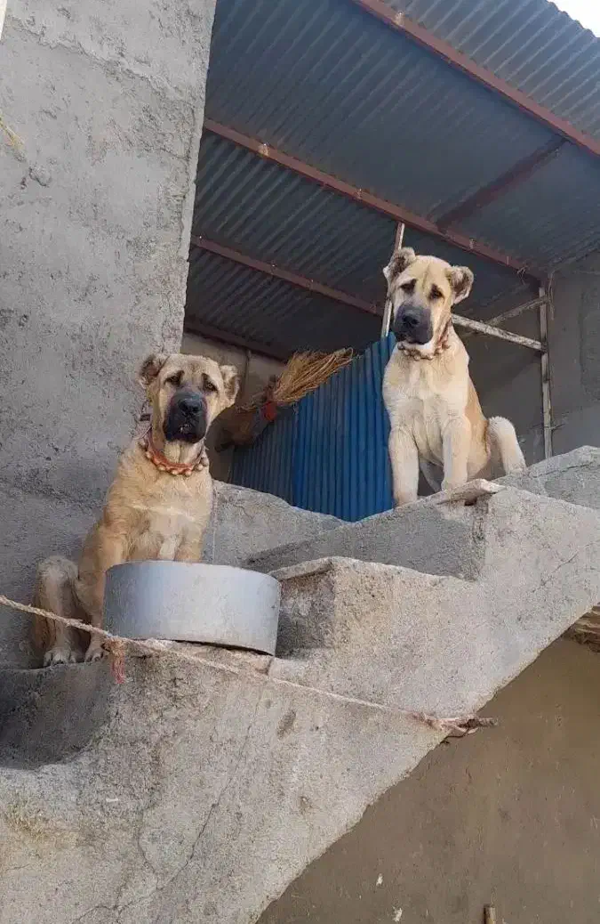 توله نژاد دار|سگ|نیشابور, خط کاشمر|دیوار