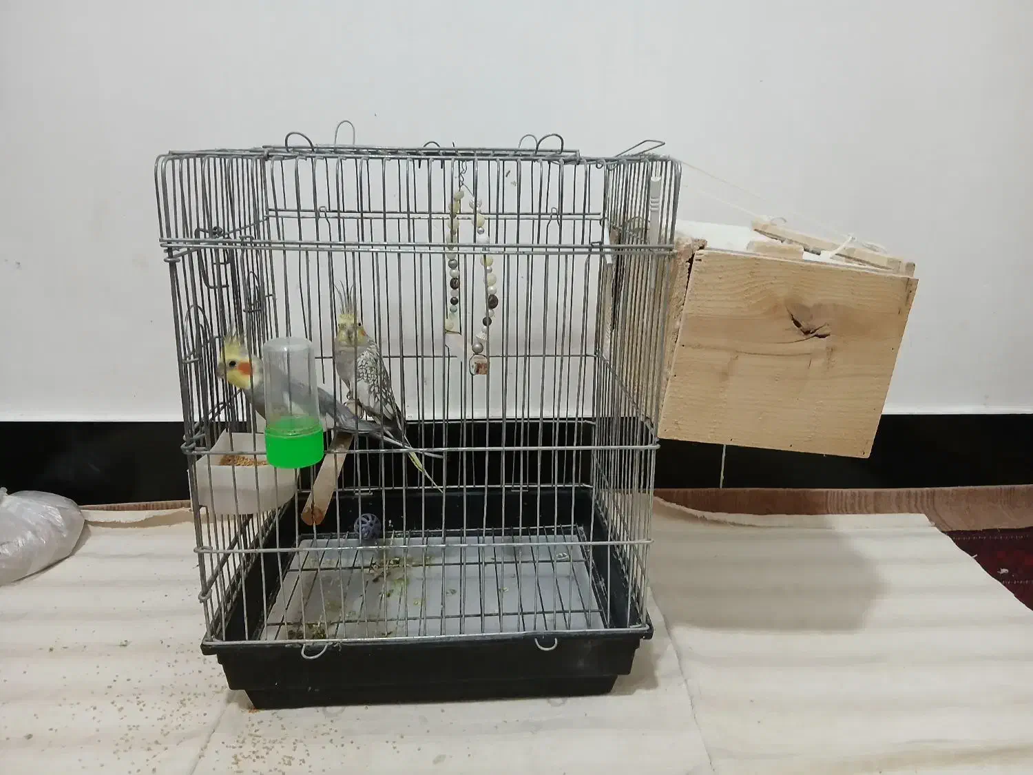 عروس هلندی|پرنده|ساری, |دیوار