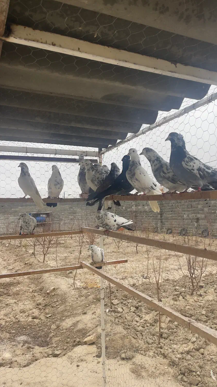 کبوتر اصیل|پرنده|ماهدشت, |دیوار