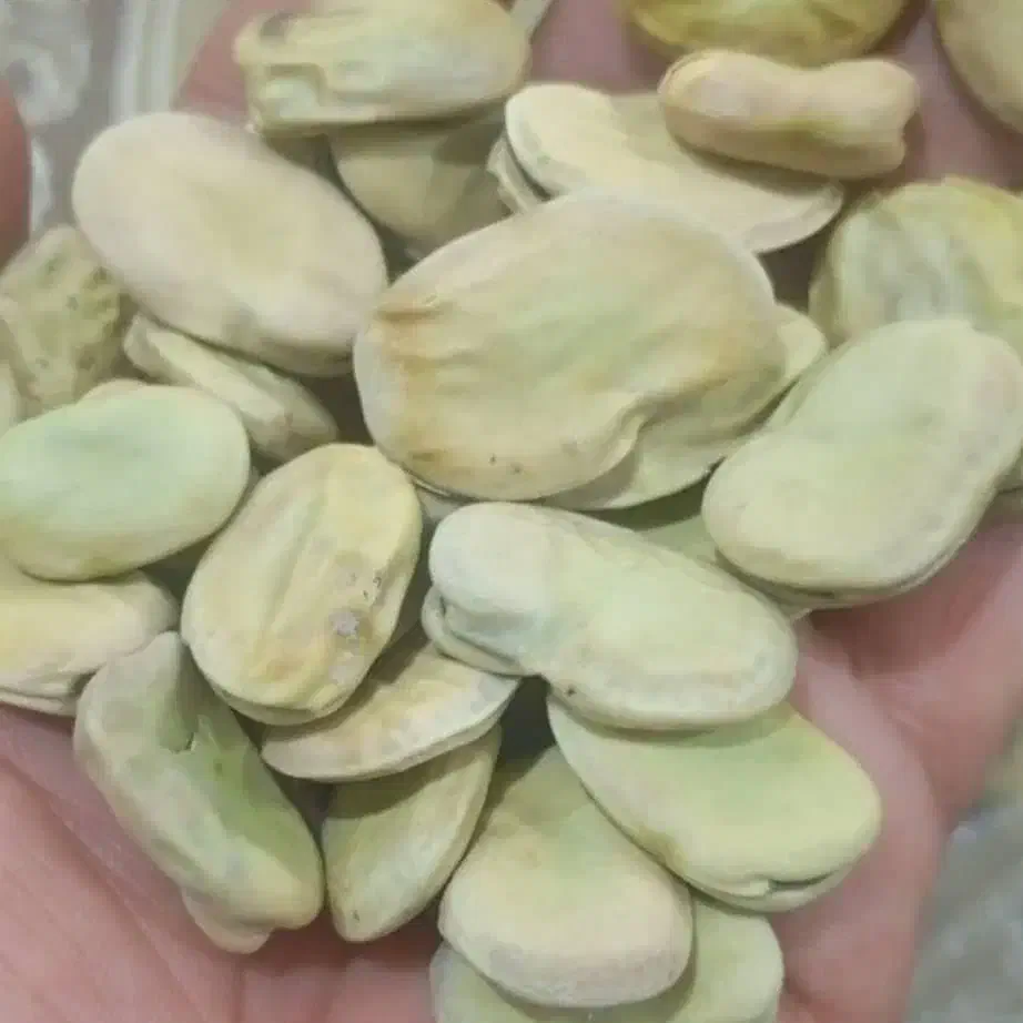 باقلا/باقله/باقالی|عمده‌فروشی|گتوند, |دیوار