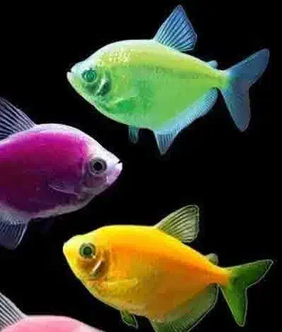 ماهی کالرویدو/ کت فیش / کریدوراس|ماهی|مسجد سلیمان, |دیوار