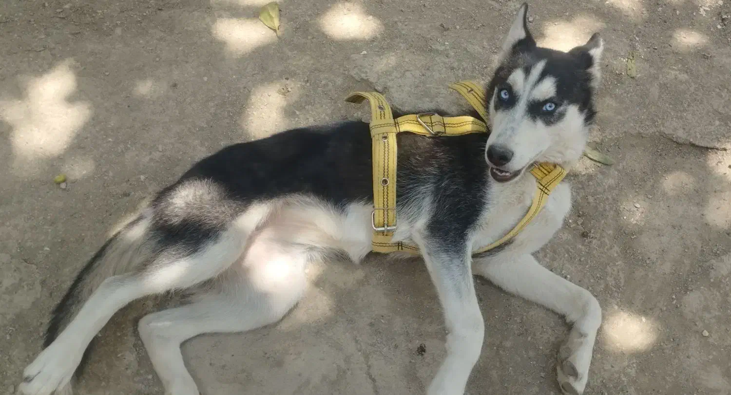 واگذاری سگ هاسکی ماده|سگ|صحنه, |دیوار