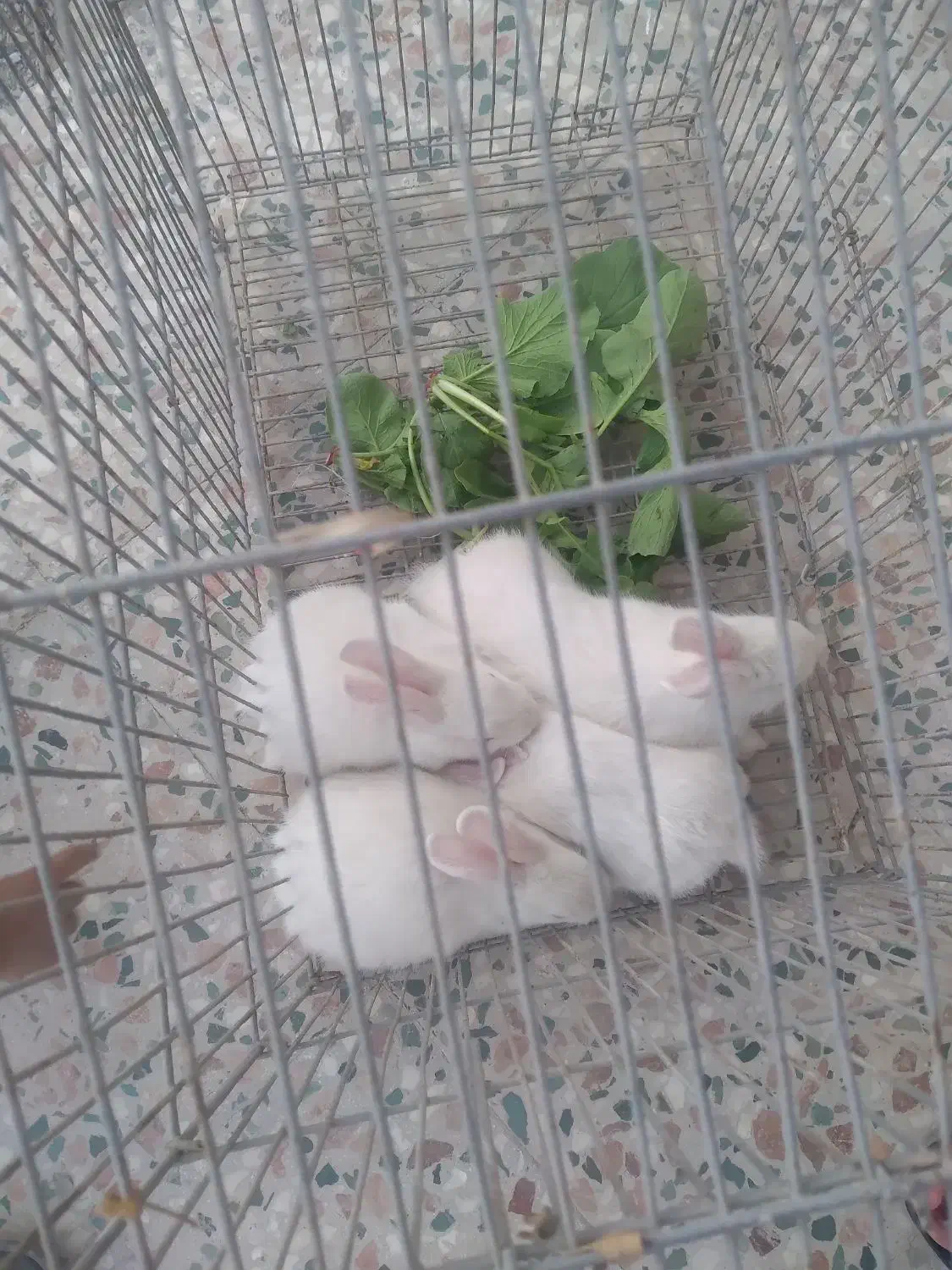 تعدادی بچه خرگوش ناز بفروش میرسد|موش و خرگوش|بندرعباس, |دیوار