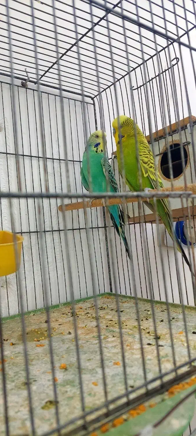 طوطی گرینچیک دو جفت|پرنده|میبد, |دیوار