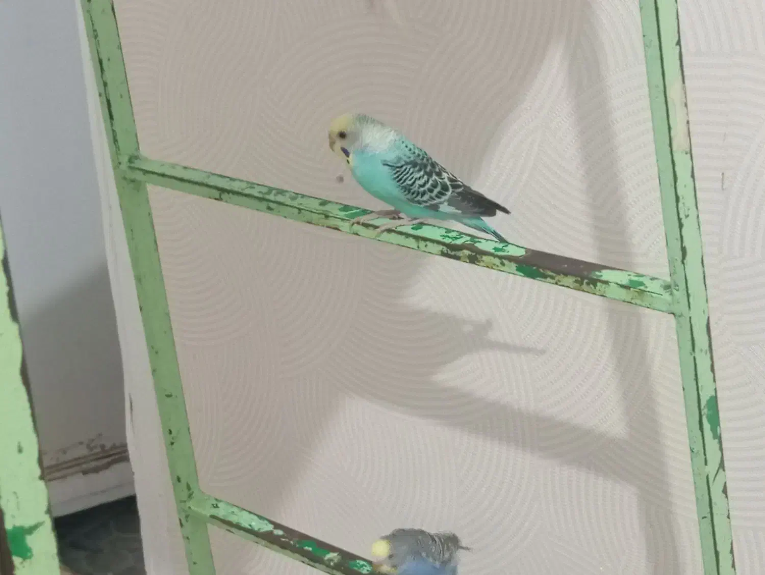 این پرنده گم شده|پرنده|پارس‌آباد, |دیوار