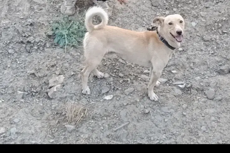 سگ دزدیده شده|حیوانات|ملایر, |دیوار