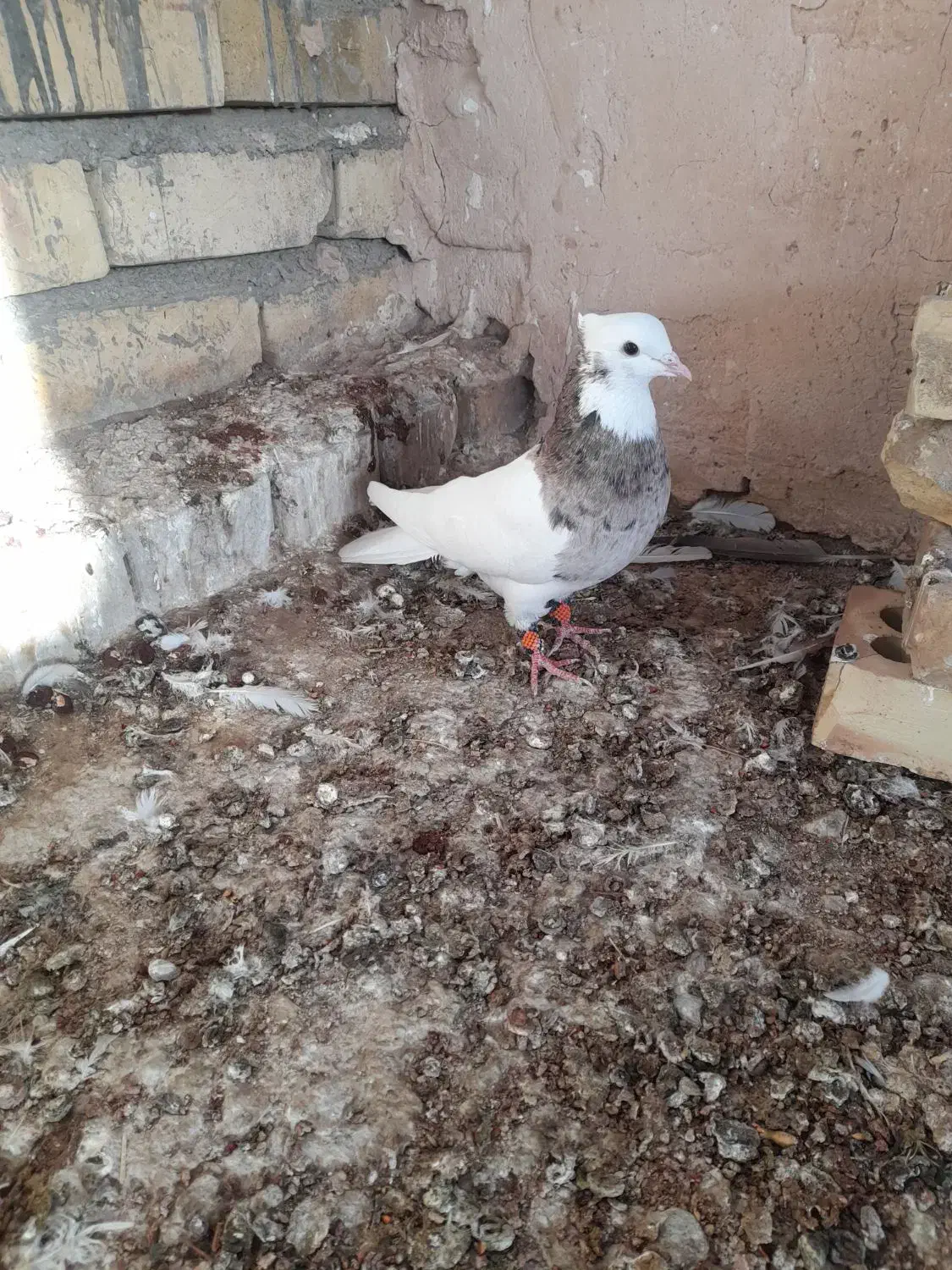 کبوتر|پرنده|اسفراین, |دیوار