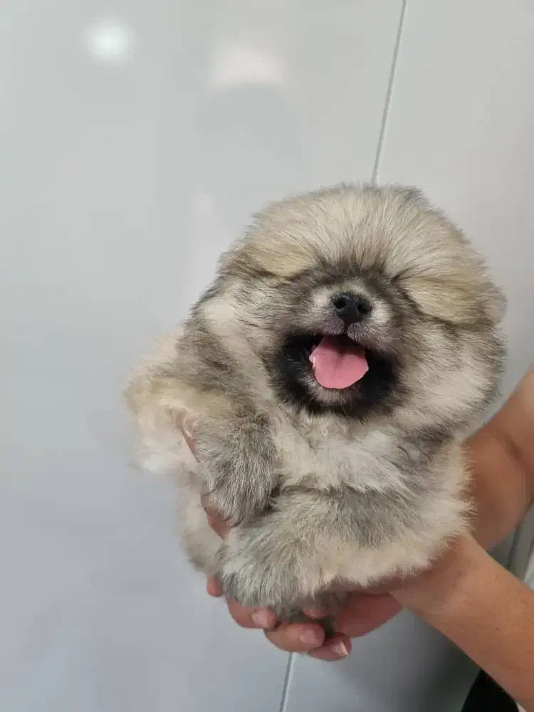 سگ پامرین|سگ|ری, ظهیرآباد|دیوار