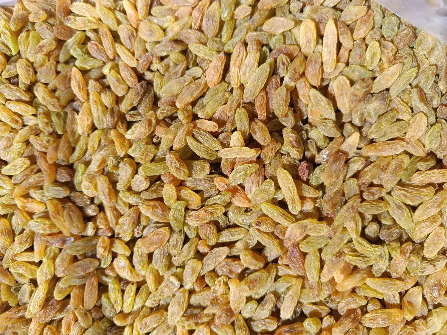 کشمش سبز قلمی کاشمر|عمده‌فروشی|یزد, |دیوار