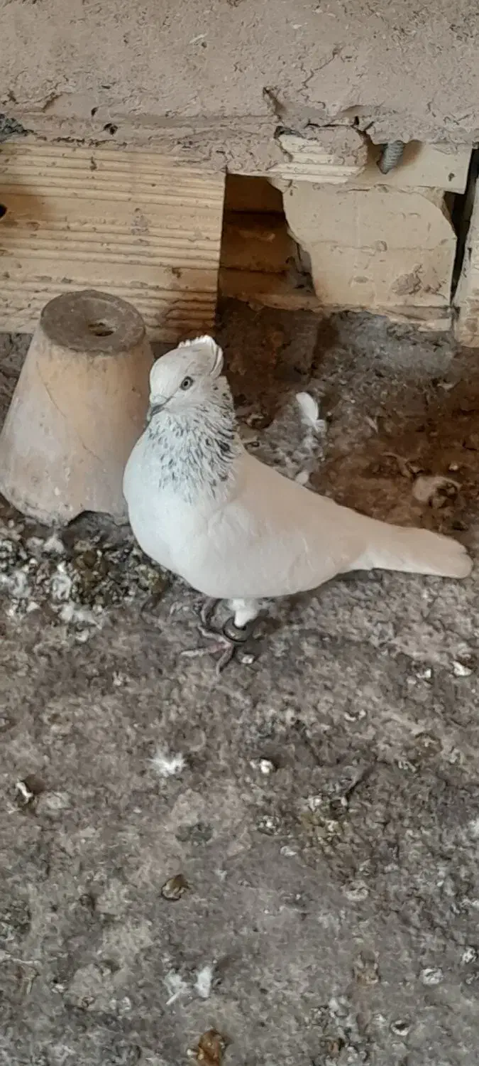 کبوتر|پرنده|خمینی‌شهر, |دیوار