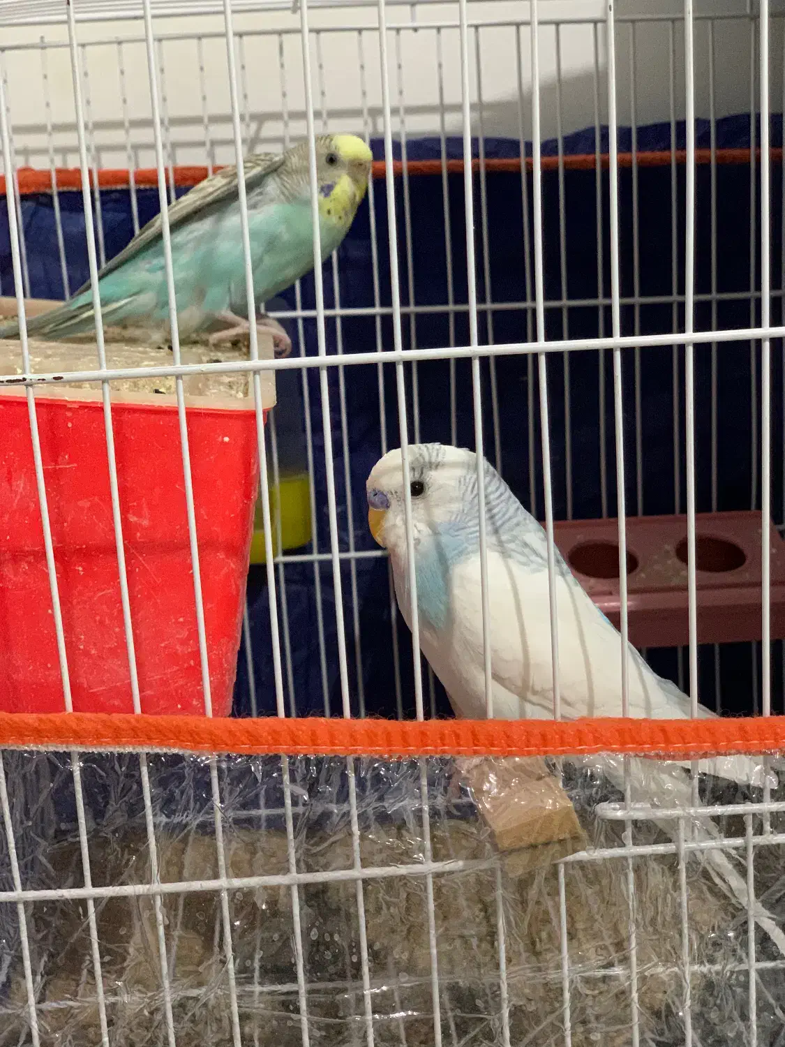 مرغ عشق و عروس هلندی یک جفت|پرنده|نیشابور, شهرک جانبازان|دیوار