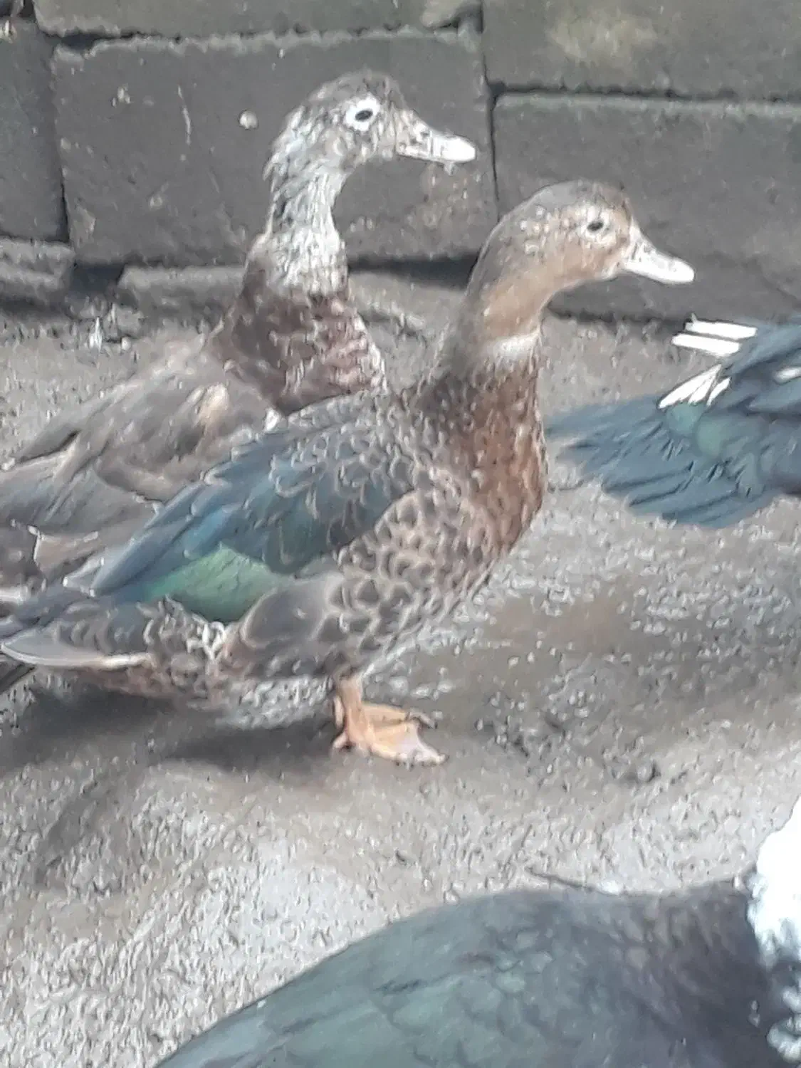 اردک|حیوانات مزرعه|رشت, آب آسیاب|دیوار