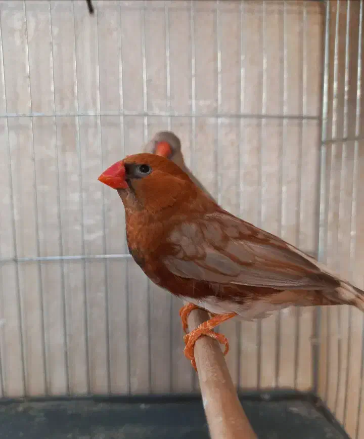 فنچ بلک بادی خاص|پرنده|هشتگرد, تهران دشت|دیوار