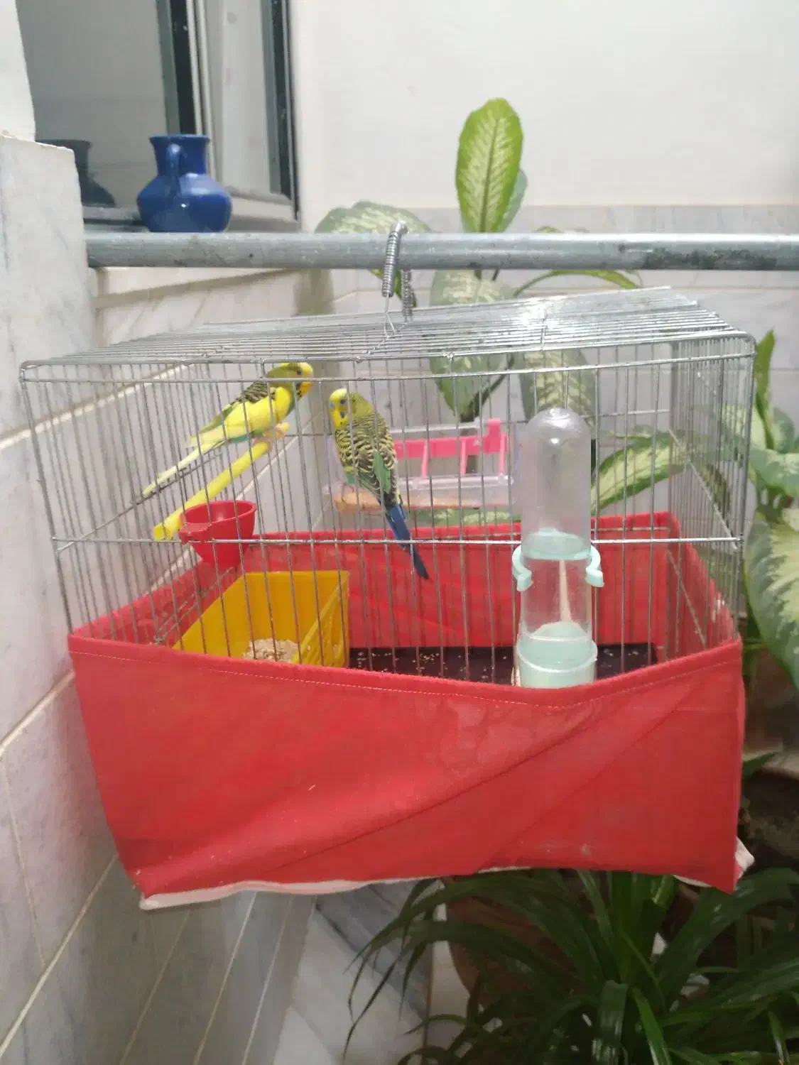 جفت مرغ عشق نر و ماده به فروش میرسد|پرنده|سنقر, |دیوار