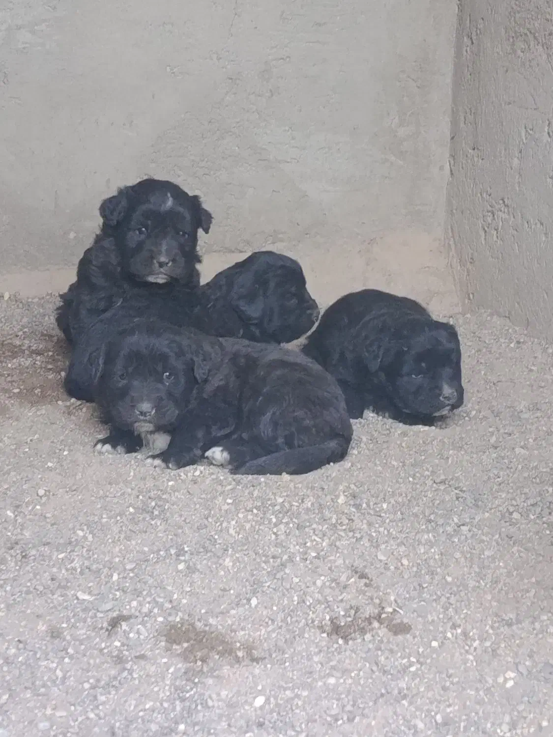 واگذار‌ی‌توله‌قهدریجانی|سگ|سیرجان, |دیوار