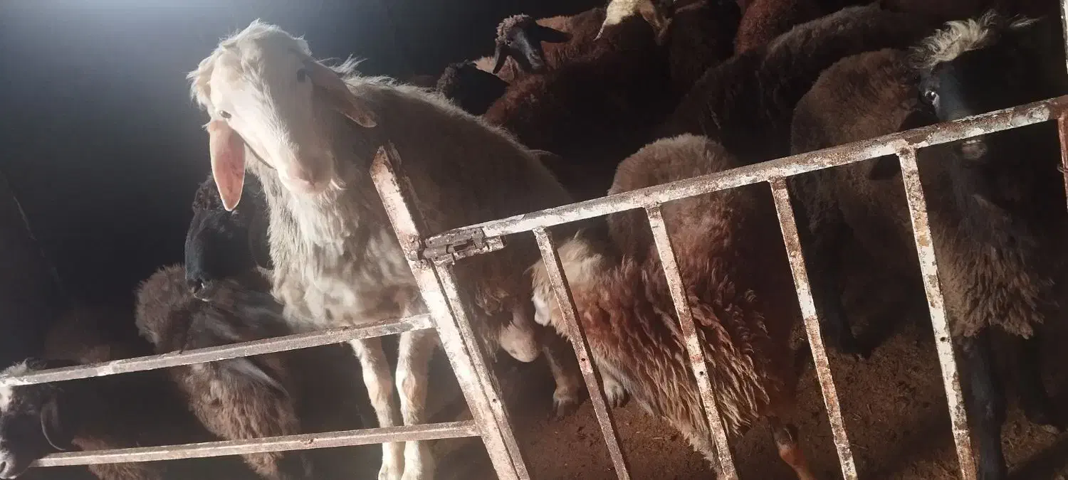 بره قوچ و بره نر و ماده پرواری|حیوانات مزرعه|اردبیل, |دیوار