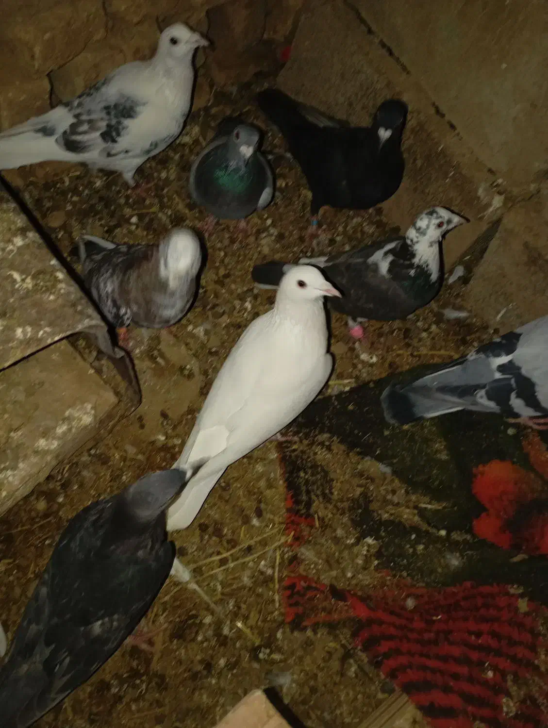 کفتر|پرنده|قائن, |دیوار