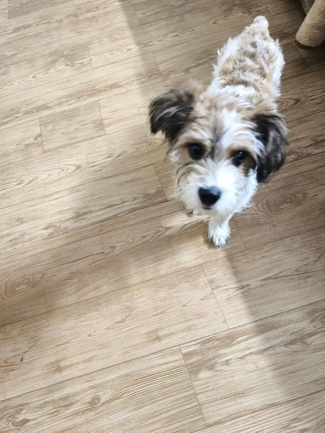 پودل تریر سفید قهوه ای|سگ|قزوین, |دیوار