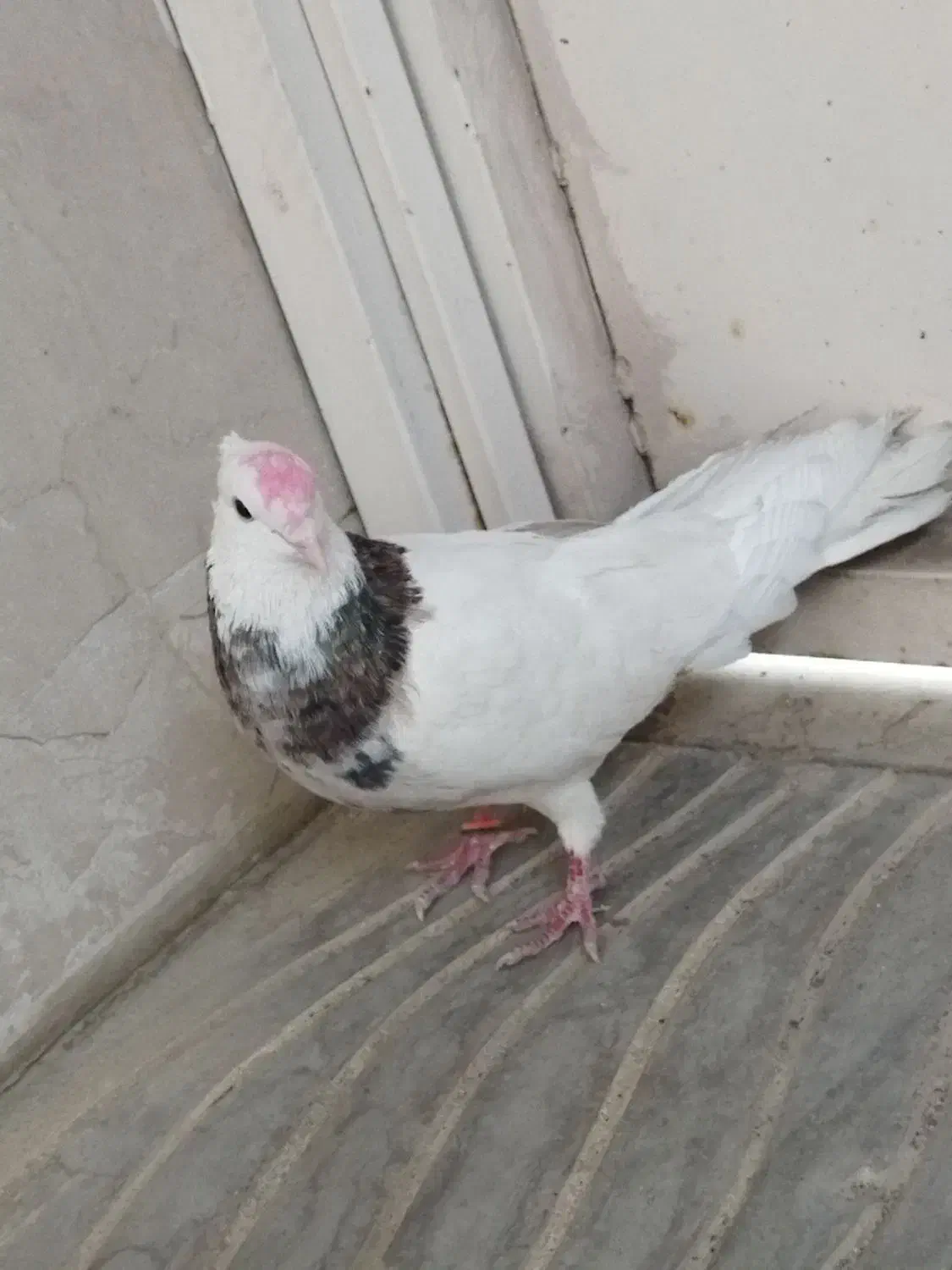 کبوتر طوقی فروش فوری|پرنده|بافت, |دیوار