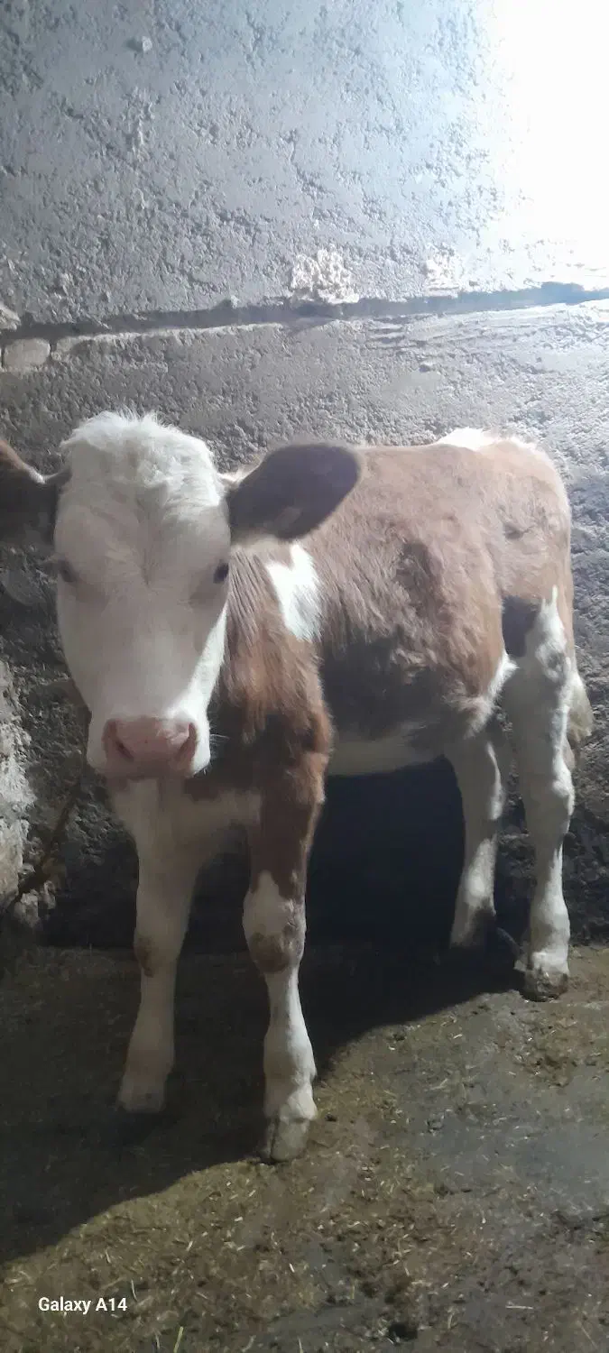 گوساله سیمینتال اصل|حیوانات مزرعه|موچش, |دیوار