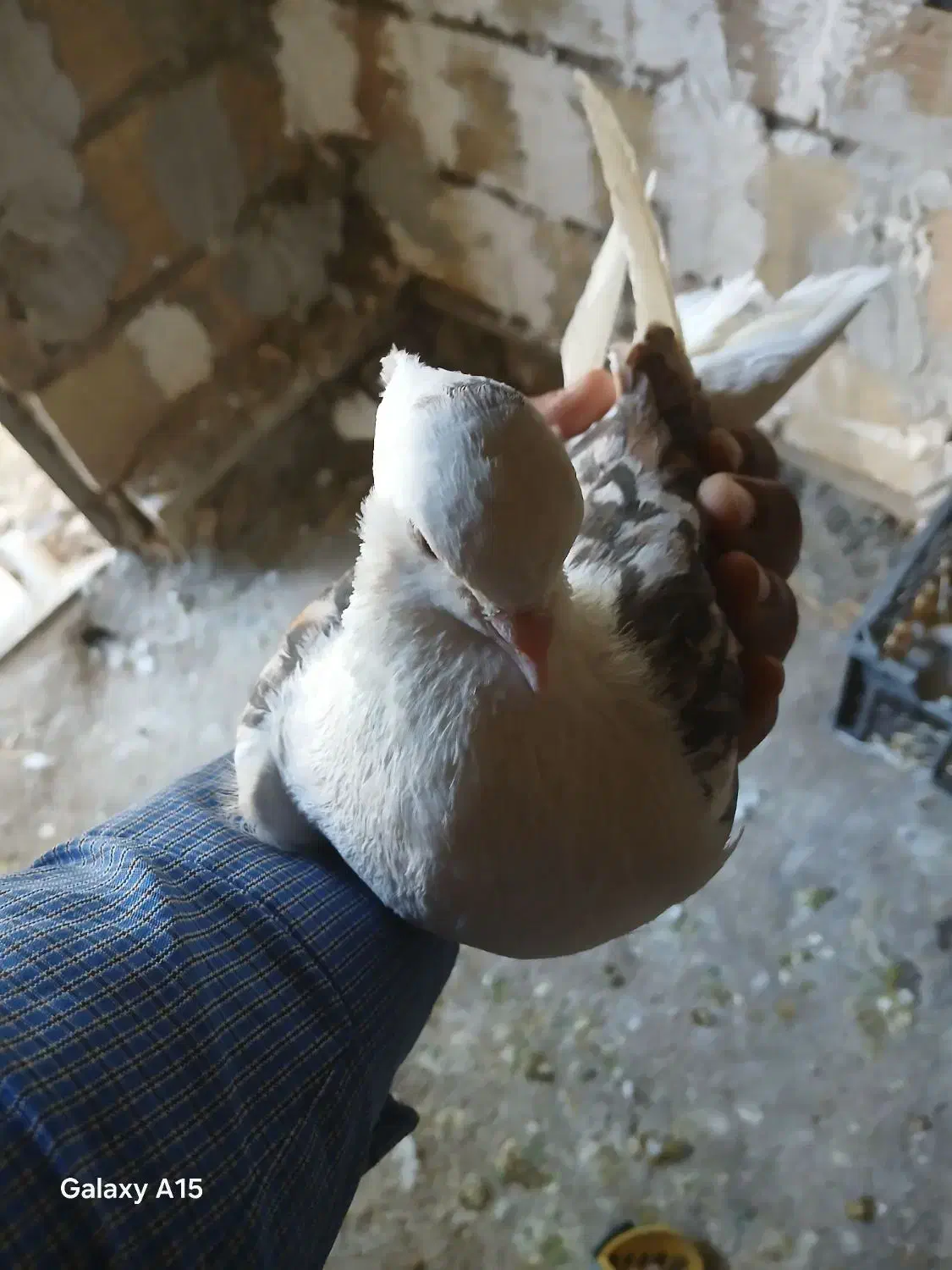 کبوتر خوشونع عقیقه|پرنده|چگنی, |دیوار