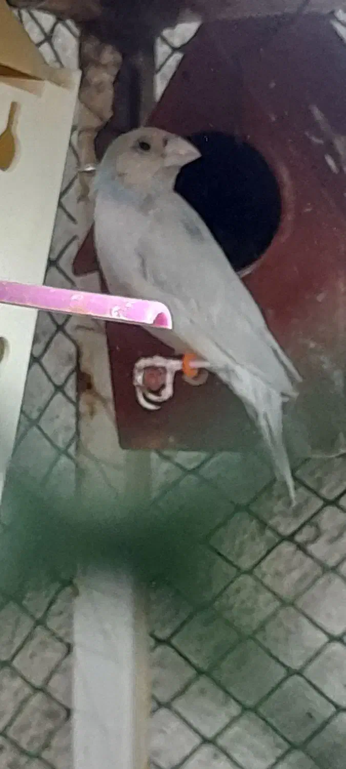 فنج گلدین رنگ کم یاب|پرنده|عجب شیر, |دیوار